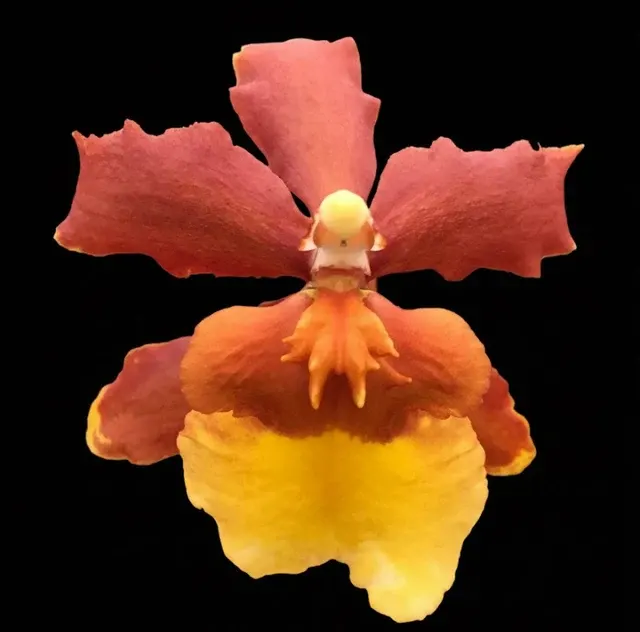 Odontocidium Sunny Daze