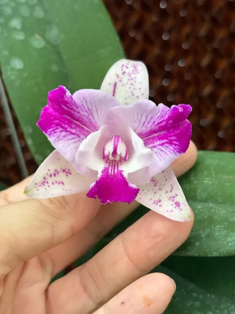 Cattleya Monte Elegante 'New Port' (Cattleya)