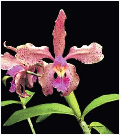 Cattleya Calimaniana
