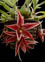 Paphinia majestic x Pna neudecheri