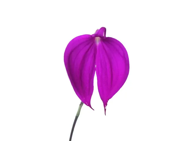 Masdevallia coccinea 'Ecuagenera' (Masdevallia)