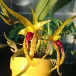 Bulbophyllum papulosum sp (Bulbophyllum)