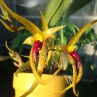 Bulbophyllum papulosum sp.