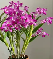 Dendrobium linawianum fma. rubra