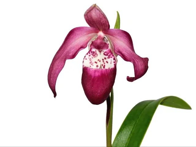 Phragmipedium Dr Koopowitz (Phragmipedium)