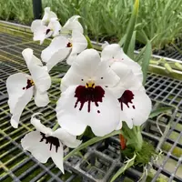 Miltoniopsis Lila Fearneyhough 'Rorschach' (H006)