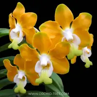 Vanda denisoniana sp. Orchid Plant- BS