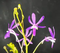 Van. Charm 'Blue Star' (V. flacata x Van. Tham Yuan Hae) (DCB) (Hybrid) Van.=Vandachostylis