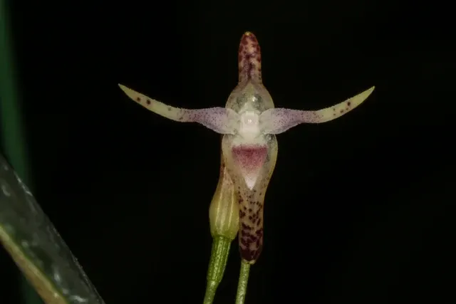 Pleurothallis anceps (Pleurothallis)