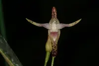 Pleurothallis anceps