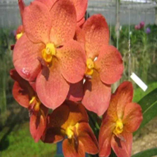 Vanda Predo Bonetti 'Jairak'