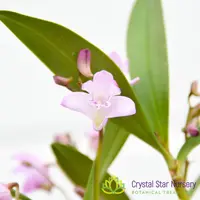 Dendrobium Kingianum (Pink) — 2" Pot Oversized / Without Spike