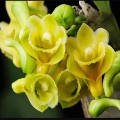 Dendrobium ypsilon sp (Dendrobium)