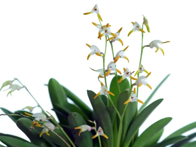 Masdevallia bulbophyllopsis 'alba' (Masdevallia)