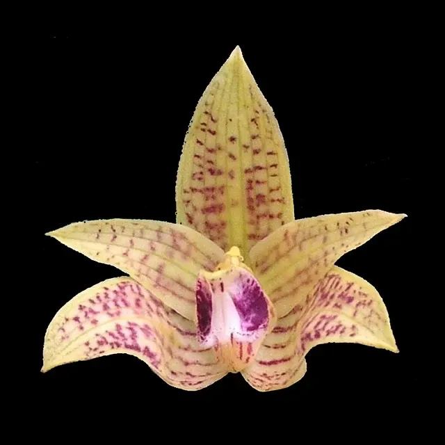 Bulbophyllum coweniorum (Bulbophyllum)