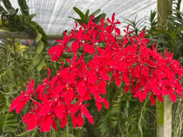 Renanthera philippinensis (Renanthera)