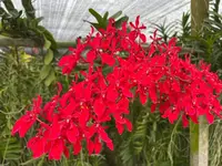 Renanthera philippinensis ‘Big Plant’