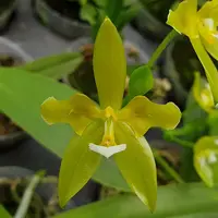 Phal. cornu-cervi var. alba (peloric - 2 eyes) 鹿角蝴蝶白變種 (兩眼)