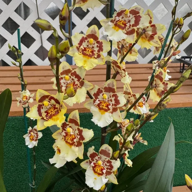 Odontocidium Parquet - Buds 'Uptown Girl'