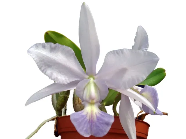 Cattleya walkeriana (Cattleya)