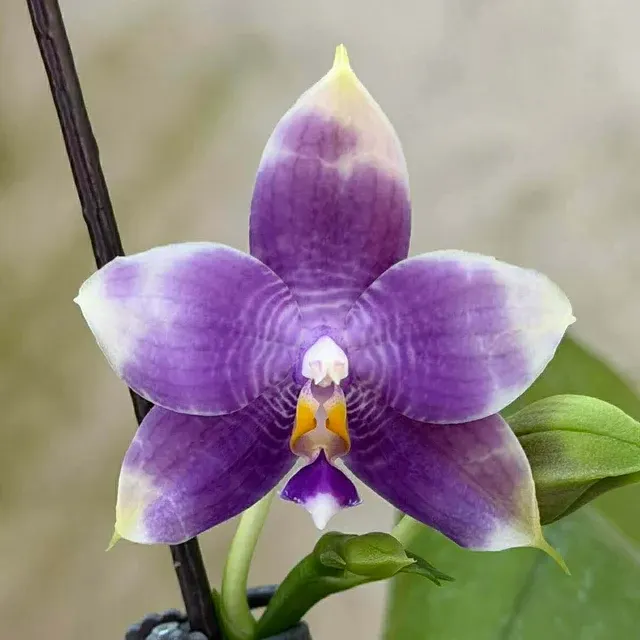 Phalaenopsis Mituo Purple Dragon
