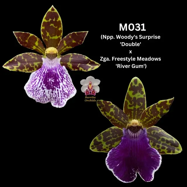 Zygopetalum Memoria Margaret Reavell (Zygopetalum)