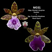 100mm Zygopetalum Orchid M031 (Npp. Woody's Surprise 'Double' x Zga. Freestyle Meadows 'River Gum')