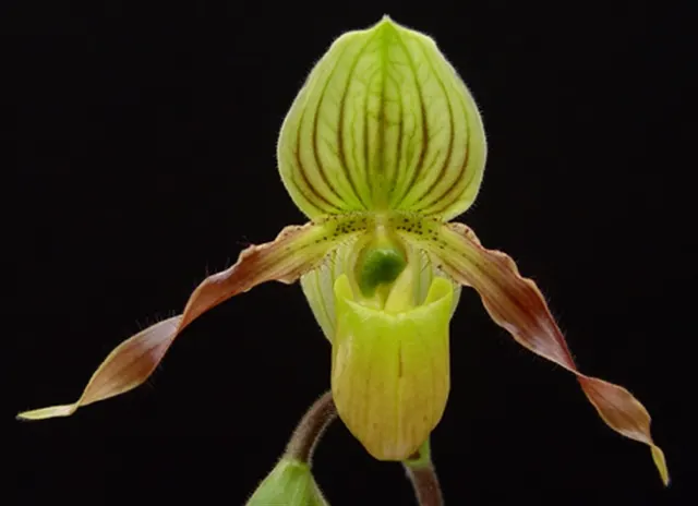 Paphiopedilum Honey (Paphiopedilum)