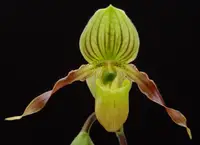 Paph. Honey (primulinum x philippinense )