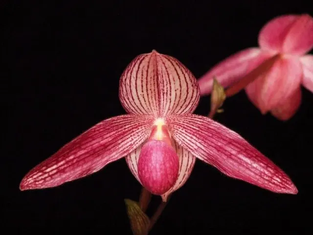 Paphiopedilum DELROSI 'Tokyo Titan' (Paphiopedilum)