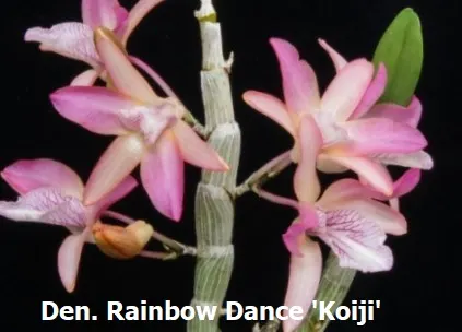 Dendrobium Rainbow Dance 'Koiji' (Dendrobium)