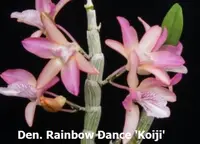 Den. Rainbow Dance 'Koiji' (MD120) (Hybrid)
