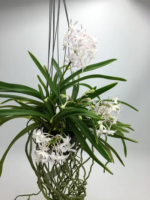 Neostylis Lou Snearly XXL ' ' 'Huge Mini Type'