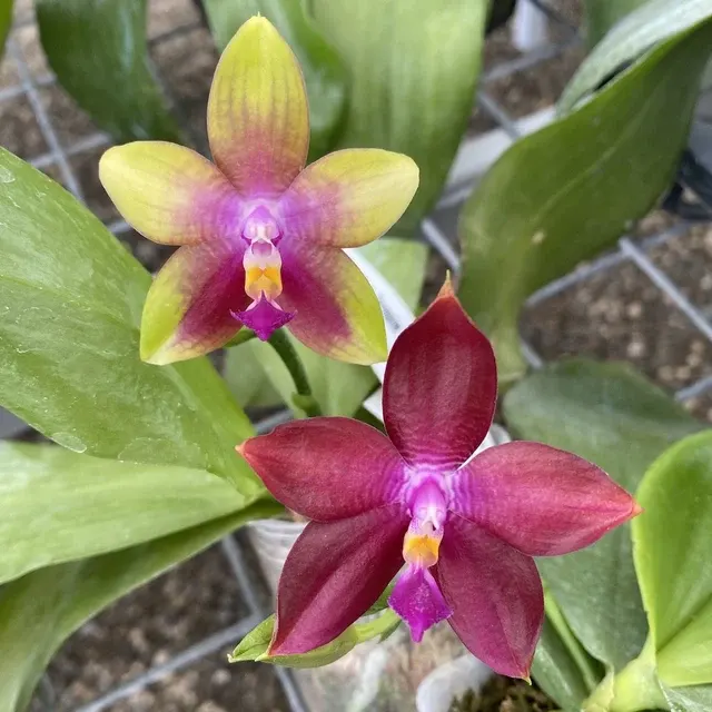 Phalaenopsis Germaine Vincent Var. Blue × Dragon Tree Eagle Parfumata