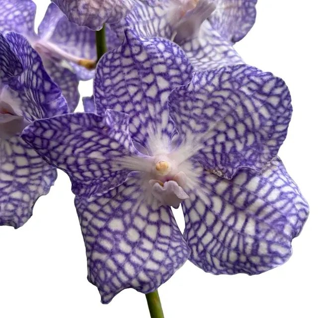 Vanda Kanchana Delfs Blue