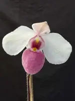 Paphiopedilum delenatii 'Vinicolor' (3" pot)