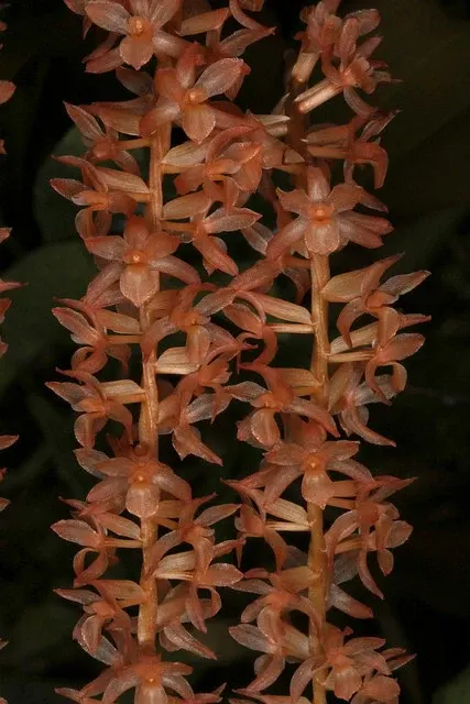 Dendrochilum convallariaeforme (Dendrochilum)