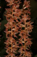 Dendrochilum convallariaeforme