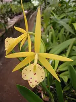 Bl. Yellow Bird