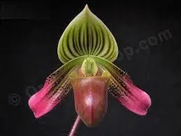 Paphiopedilum urbnaianum (Paphiopedilum)