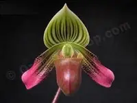 Paphiopedilum urbnaianum