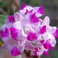 Cattleya Monte Elegante - parfumata