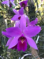 Laelia anceps ‘Bateleur’