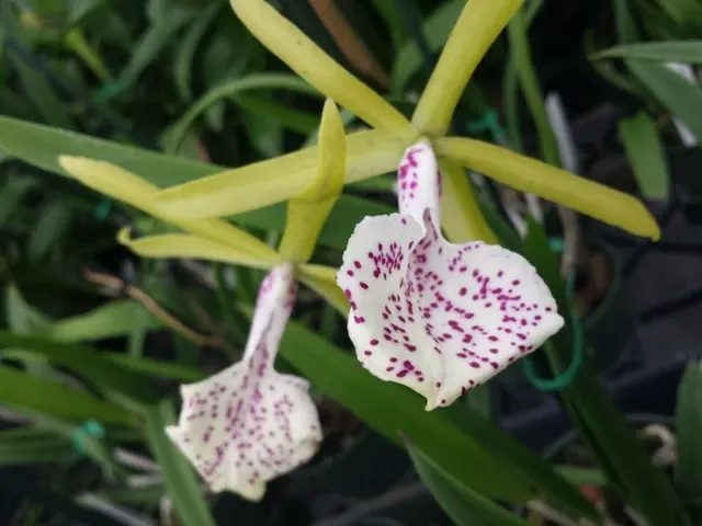 Brassocattleya Green Bird Binosa x Little Stars (Brassocattleya)