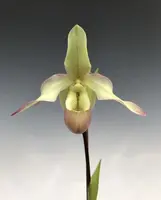 Phragmipedium Sedenii ( white to light green form) (schlimii ‘Spyhouse’ x longifolium fma. verde)