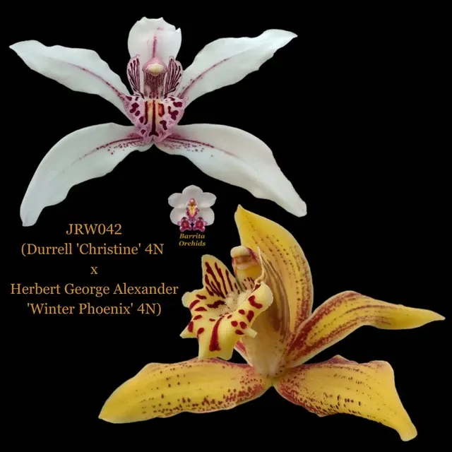 Cymbidium JRW042 (Cymbidium)