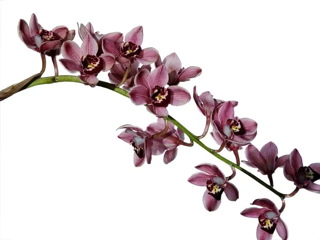 Cymbidium Red Vale Bayswater # 1 (Cymbidium)
