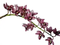Cymbidium Red Vale Bayswater # 1