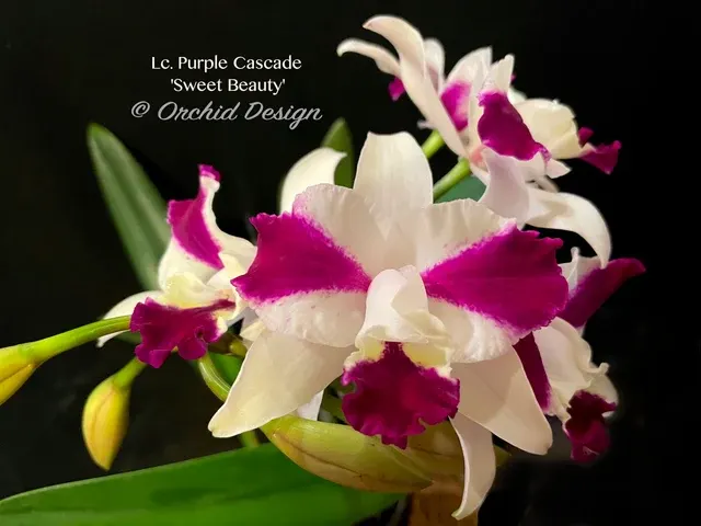 Laeliocattleya Purple Cascade 'Sweet Beauty'