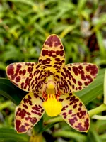 Ansellia africana (‘Joe’ AM/SAOC x ‘Puffadder’)